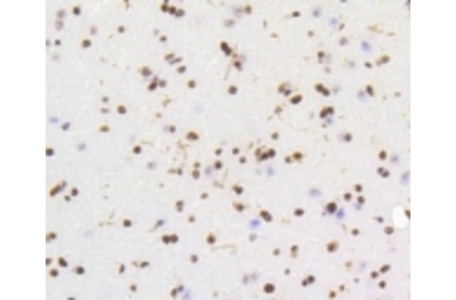 Anti-HMGB1 Antibody from Bioworld Technology (BS9816M) - Antibodies.com