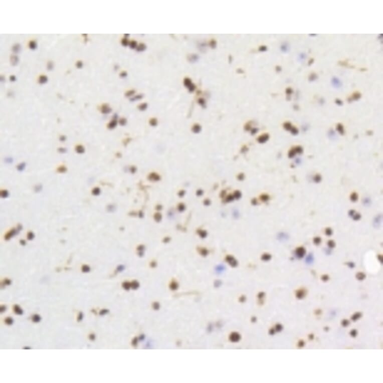 Anti-HMGB1 Antibody from Bioworld Technology (BS9816M) - Antibodies.com