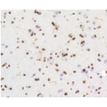 Anti-HMGB1 Antibody from Bioworld Technology (BS9816M) - Antibodies.com