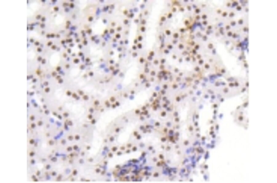 Anti-HMGB1 Antibody from Bioworld Technology (BS9816M) - Antibodies.com