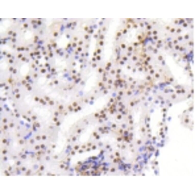 Anti-HMGB1 Antibody from Bioworld Technology (BS9816M) - Antibodies.com