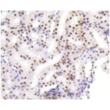 Anti-HMGB1 Antibody from Bioworld Technology (BS9816M) - Antibodies.com