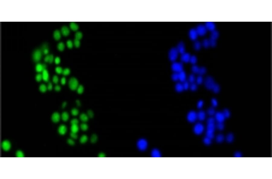 Anti-HMGB1 Antibody from Bioworld Technology (BS9816M) - Antibodies.com