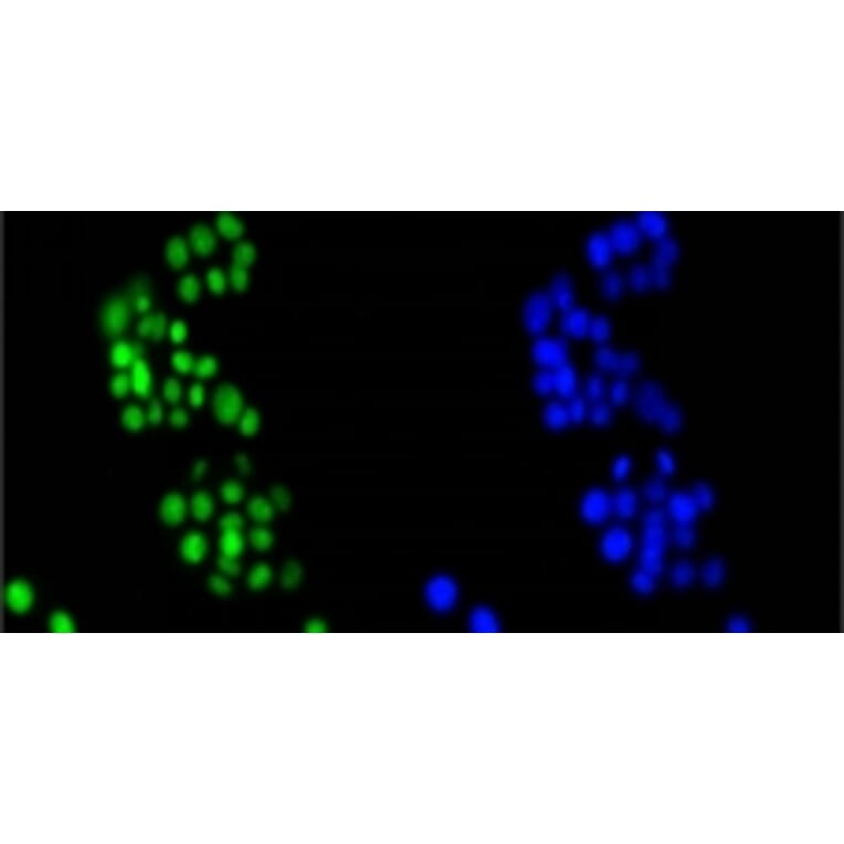 Anti-HMGB1 Antibody from Bioworld Technology (BS9816M) - Antibodies.com