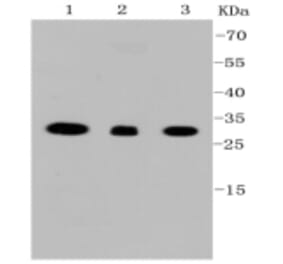 Anti-VDAC1 Antibody from Bioworld Technology (BS9817M) - Antibodies.com