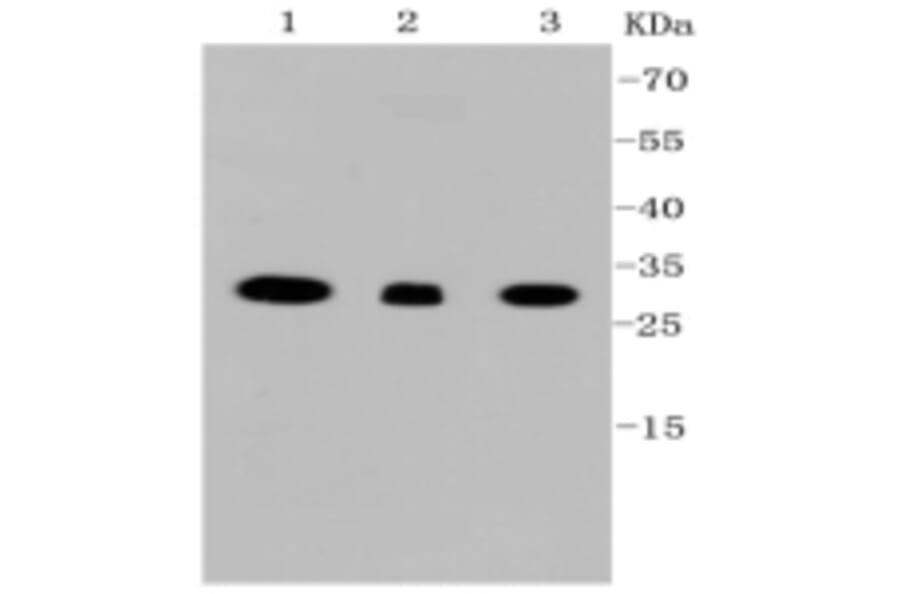 Anti-VDAC1 Antibody from Bioworld Technology (BS9817M) - Antibodies.com
