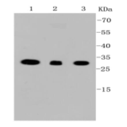 Anti-VDAC1 Antibody from Bioworld Technology (BS9817M) - Antibodies.com