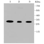 Anti-VDAC1 Antibody from Bioworld Technology (BS9817M) - Antibodies.com