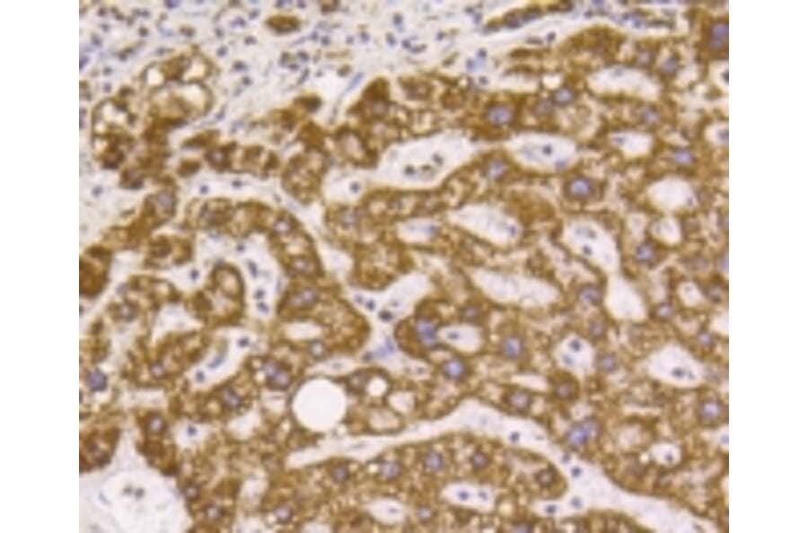 Anti-VDAC1 Antibody from Bioworld Technology (BS9817M) - Antibodies.com