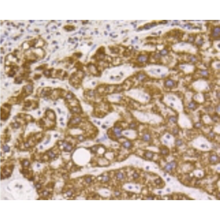 Anti-VDAC1 Antibody from Bioworld Technology (BS9817M) - Antibodies.com