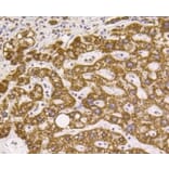 Anti-VDAC1 Antibody from Bioworld Technology (BS9817M) - Antibodies.com