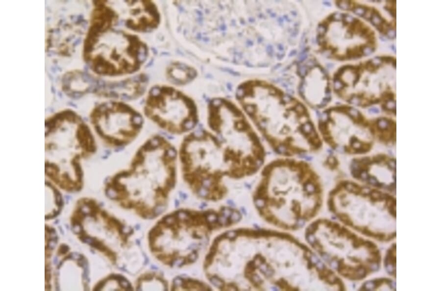 Anti-VDAC1 Antibody from Bioworld Technology (BS9817M) - Antibodies.com