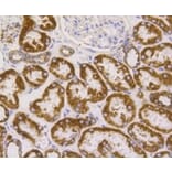 Anti-VDAC1 Antibody from Bioworld Technology (BS9817M) - Antibodies.com