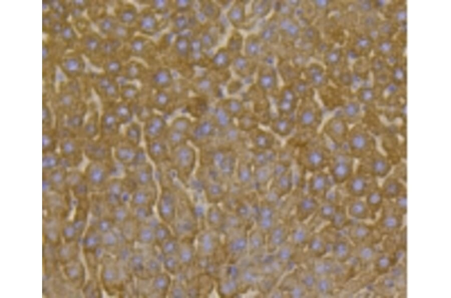 Anti-VDAC1 Antibody from Bioworld Technology (BS9817M) - Antibodies.com