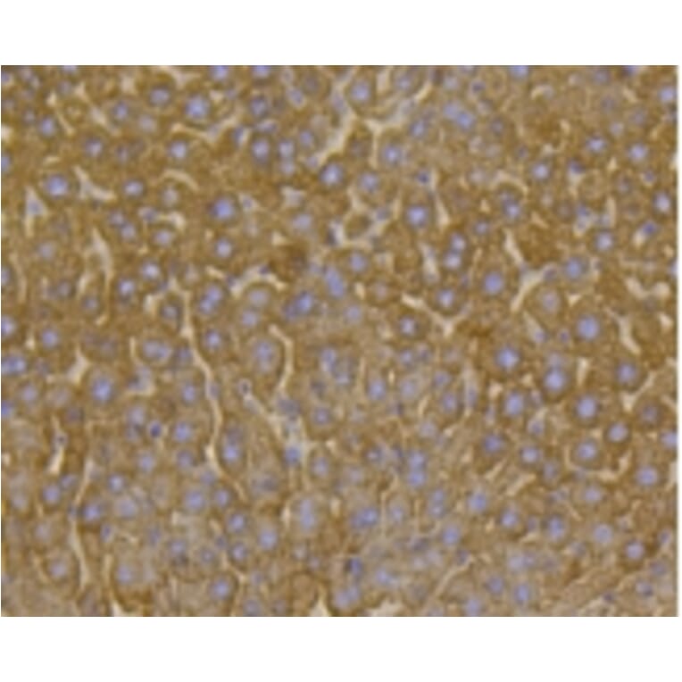 Anti-VDAC1 Antibody from Bioworld Technology (BS9817M) - Antibodies.com