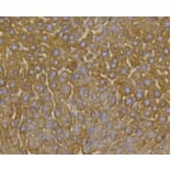 Anti-VDAC1 Antibody from Bioworld Technology (BS9817M) - Antibodies.com