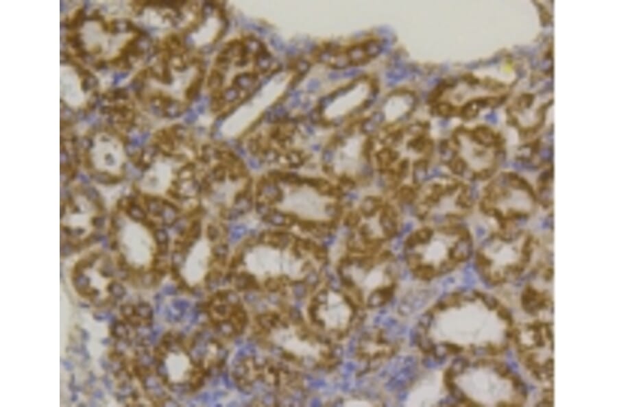 Anti-VDAC1 Antibody from Bioworld Technology (BS9817M) - Antibodies.com