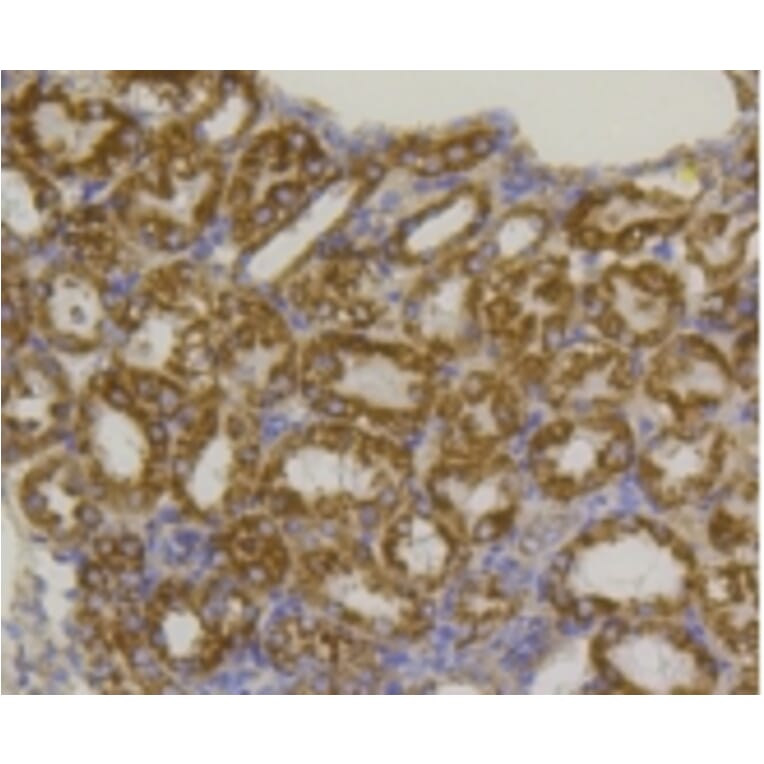 Anti-VDAC1 Antibody from Bioworld Technology (BS9817M) - Antibodies.com