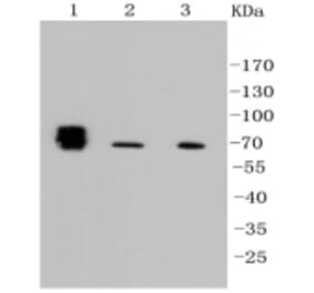 Anti-TNAP Antibody from Bioworld Technology (BS9818M) - Antibodies.com