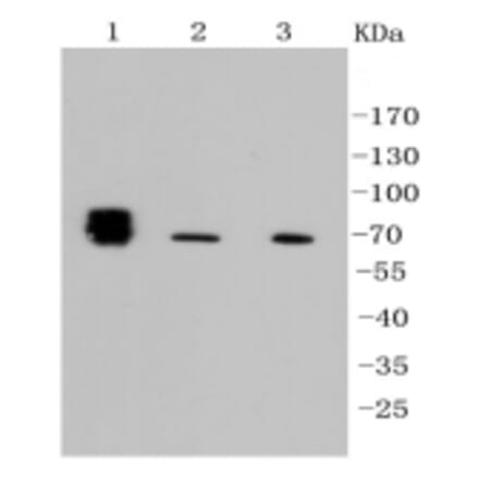 Anti-TNAP Antibody from Bioworld Technology (BS9818M) - Antibodies.com