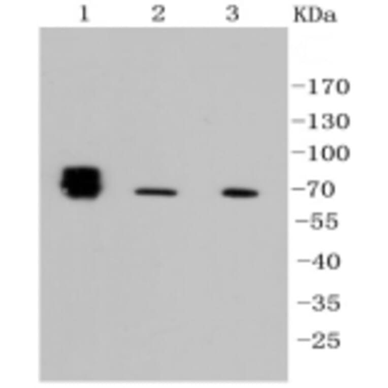Anti-TNAP Antibody from Bioworld Technology (BS9818M) - Antibodies.com
