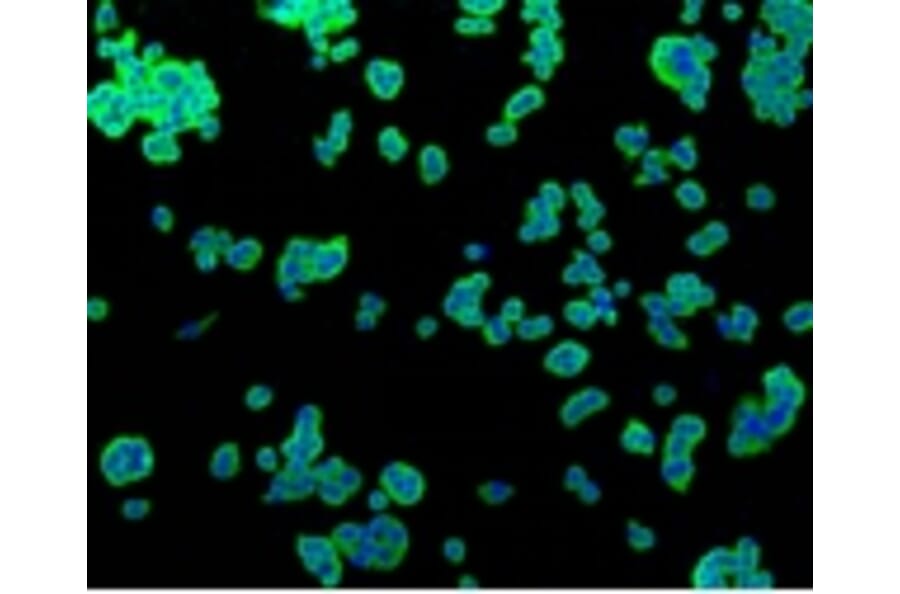 Anti-TNAP Antibody from Bioworld Technology (BS9818M) - Antibodies.com
