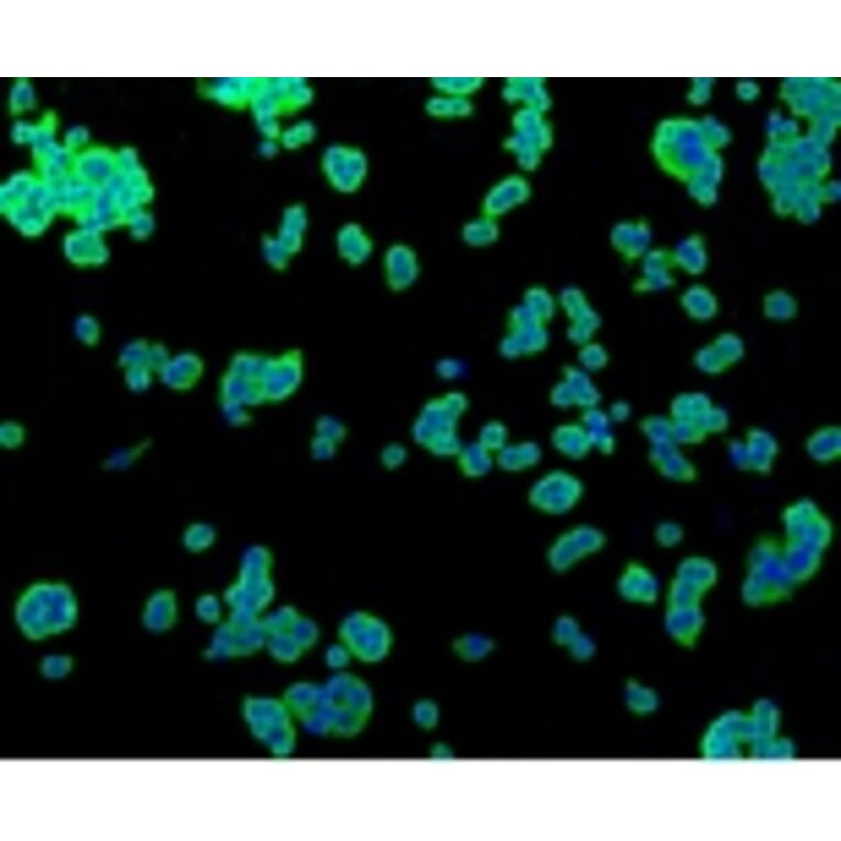 Anti-TNAP Antibody from Bioworld Technology (BS9818M) - Antibodies.com