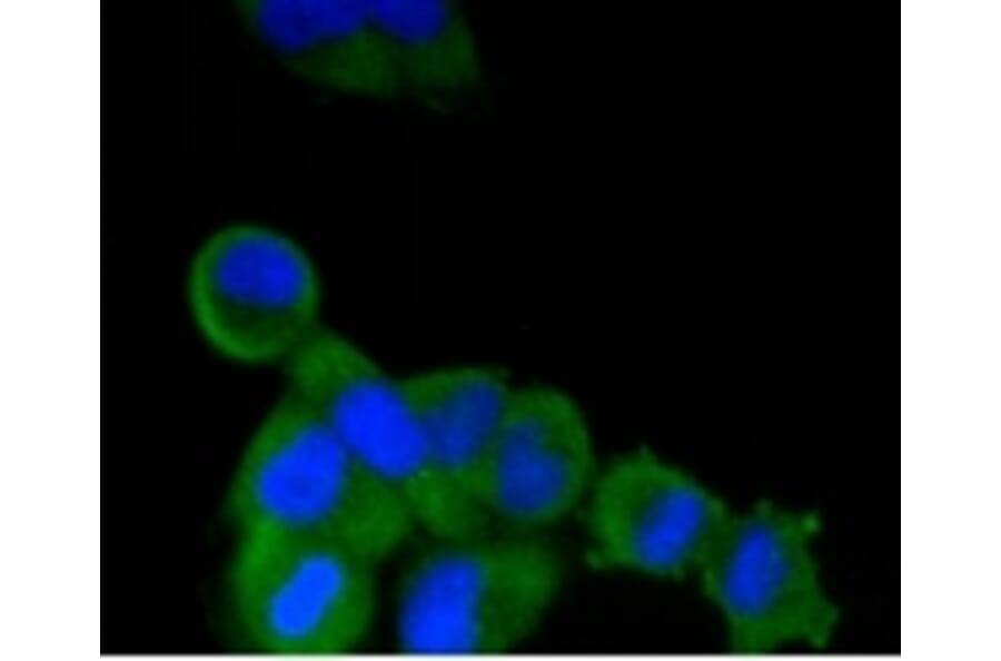 Anti-TNAP Antibody from Bioworld Technology (BS9818M) - Antibodies.com