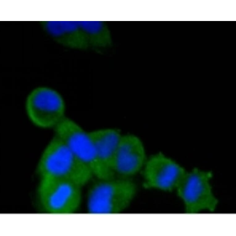 Anti-TNAP Antibody from Bioworld Technology (BS9818M) - Antibodies.com