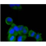 Anti-TNAP Antibody from Bioworld Technology (BS9818M) - Antibodies.com