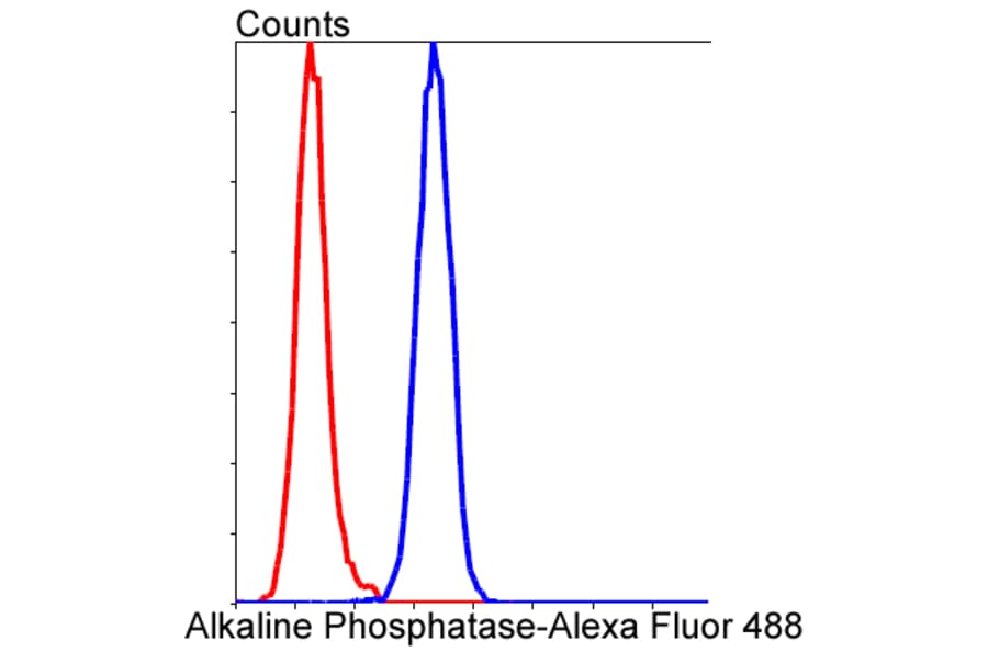 Anti-TNAP Antibody from Bioworld Technology (BS9818M) - Antibodies.com