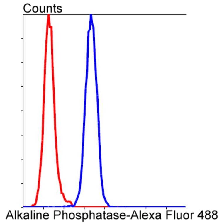 Anti-TNAP Antibody from Bioworld Technology (BS9818M) - Antibodies.com