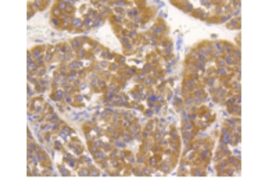 Anti-TNAP Antibody from Bioworld Technology (BS9818M) - Antibodies.com