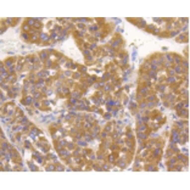 Anti-TNAP Antibody from Bioworld Technology (BS9818M) - Antibodies.com
