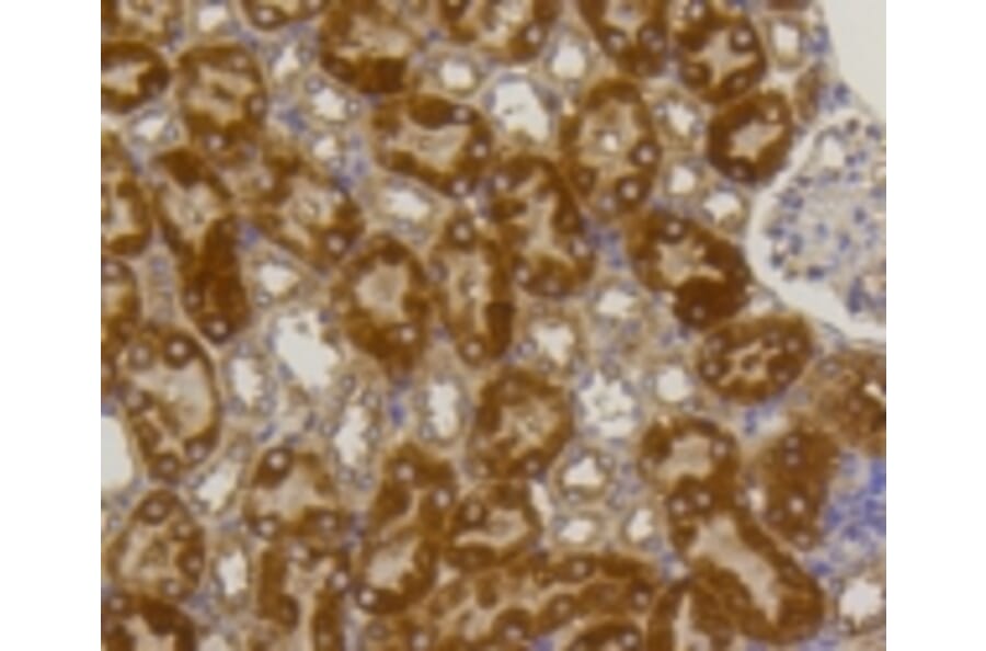 Anti-TNAP Antibody from Bioworld Technology (BS9818M) - Antibodies.com