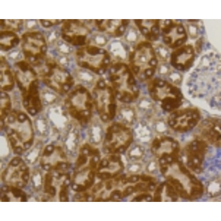 Anti-TNAP Antibody from Bioworld Technology (BS9818M) - Antibodies.com