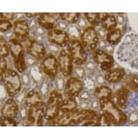 Anti-TNAP Antibody from Bioworld Technology (BS9818M) - Antibodies.com