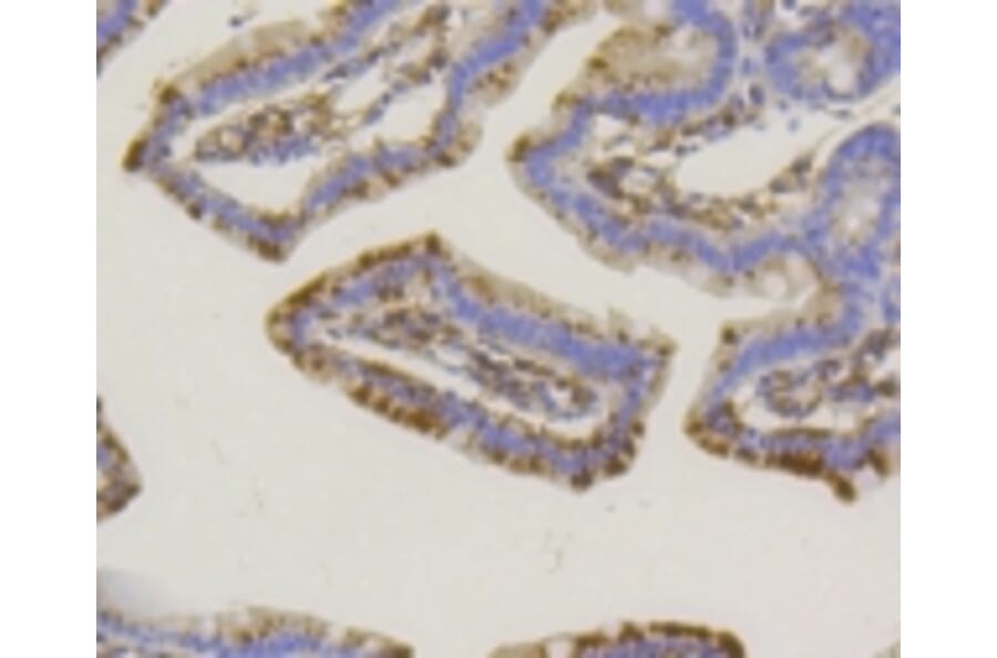 Anti-TNAP Antibody from Bioworld Technology (BS9818M) - Antibodies.com