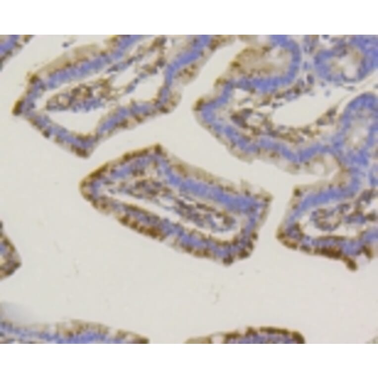 Anti-TNAP Antibody from Bioworld Technology (BS9818M) - Antibodies.com