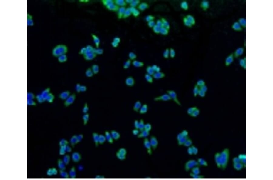 Anti-TNAP Antibody from Bioworld Technology (BS9818M) - Antibodies.com