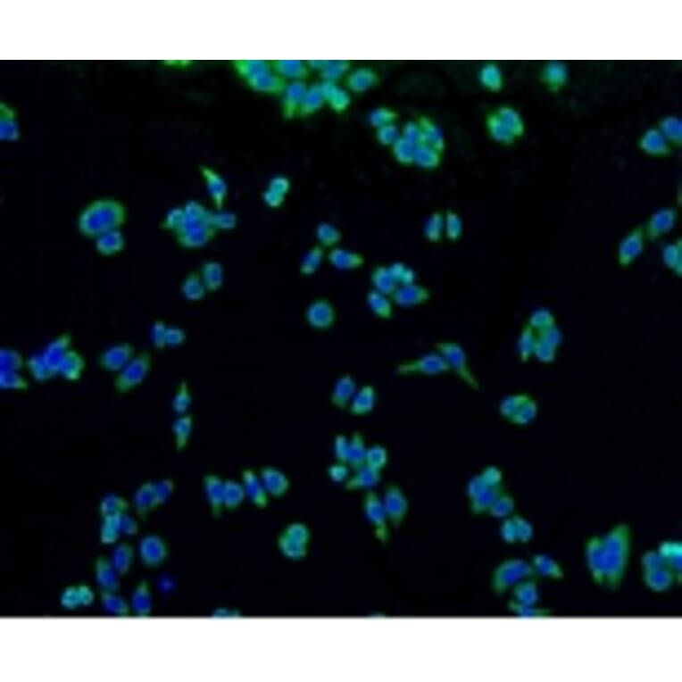 Anti-TNAP Antibody from Bioworld Technology (BS9818M) - Antibodies.com