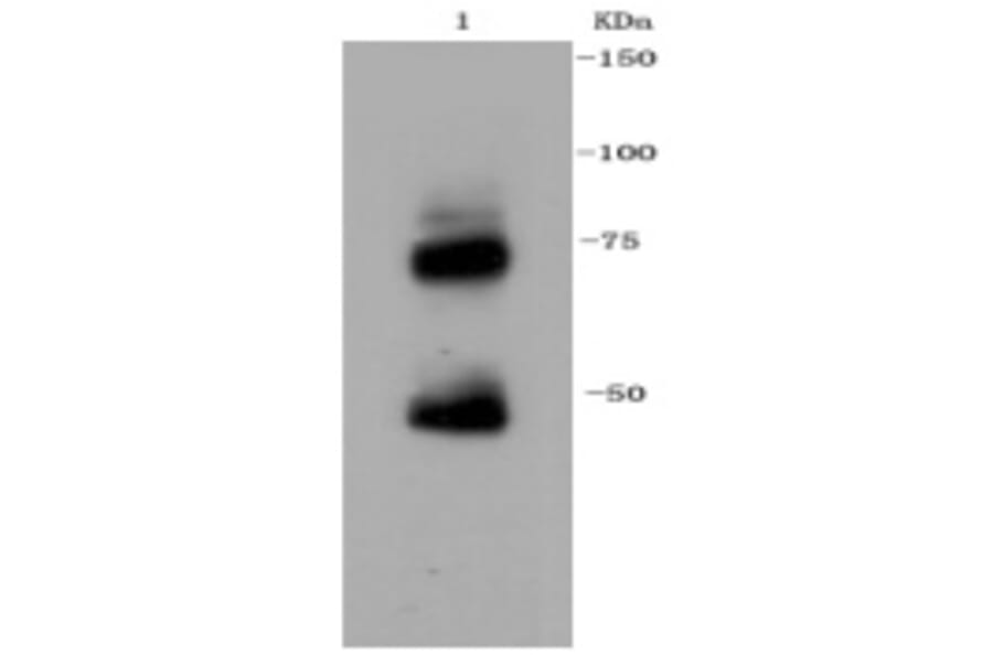 Anti-NGFR p75 Antibody from Bioworld Technology (BS9819M) - Antibodies.com