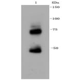 Anti-NGFR p75 Antibody from Bioworld Technology (BS9819M) - Antibodies.com