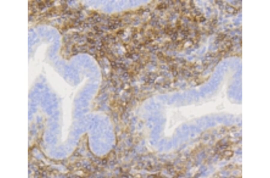 Anti-NGFR p75 Antibody from Bioworld Technology (BS9819M) - Antibodies.com