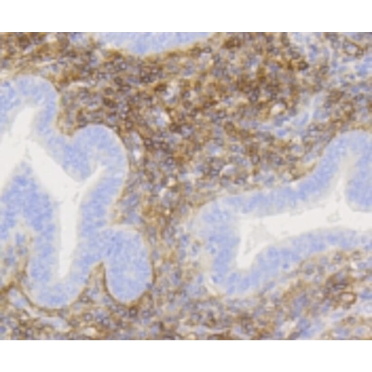 Anti-NGFR p75 Antibody from Bioworld Technology (BS9819M) - Antibodies.com