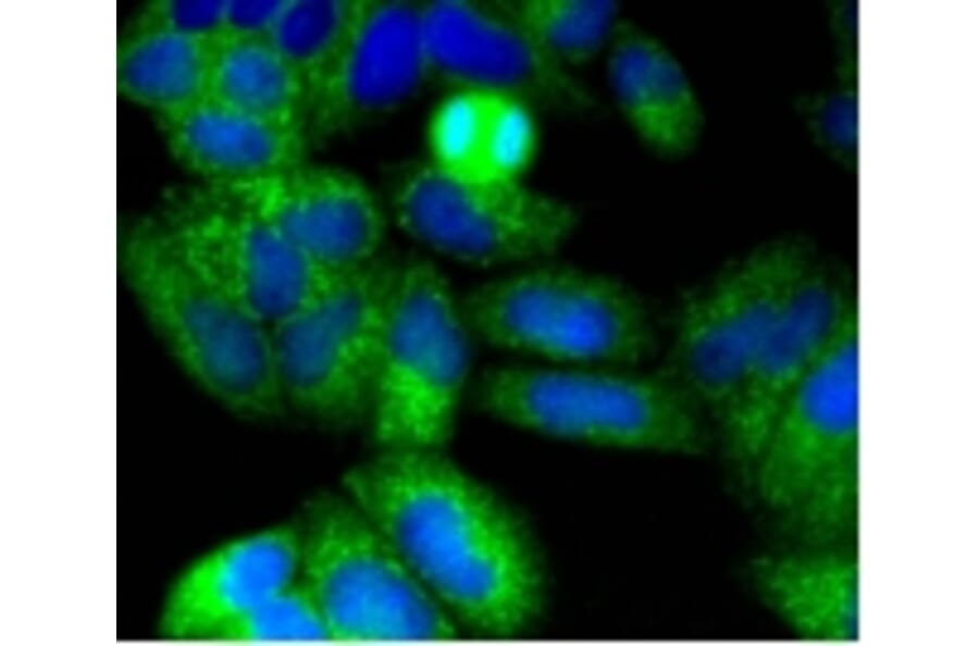 Anti-NGFR p75 Antibody from Bioworld Technology (BS9819M) - Antibodies.com