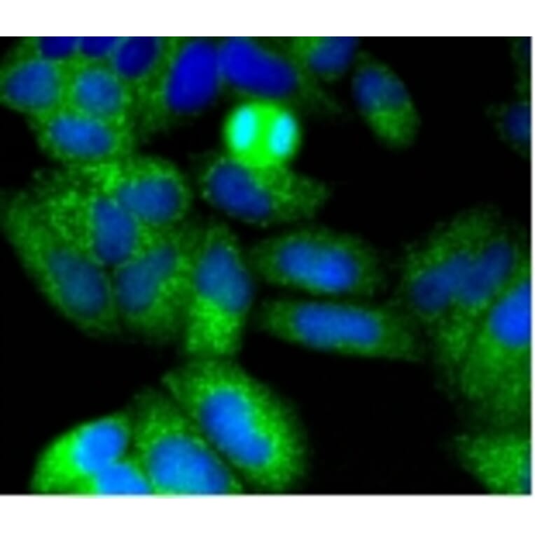 Anti-NGFR p75 Antibody from Bioworld Technology (BS9819M) - Antibodies.com