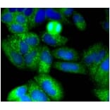 Anti-NGFR p75 Antibody from Bioworld Technology (BS9819M) - Antibodies.com