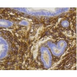 Anti-NGFR p75 Antibody from Bioworld Technology (BS9819M) - Antibodies.com
