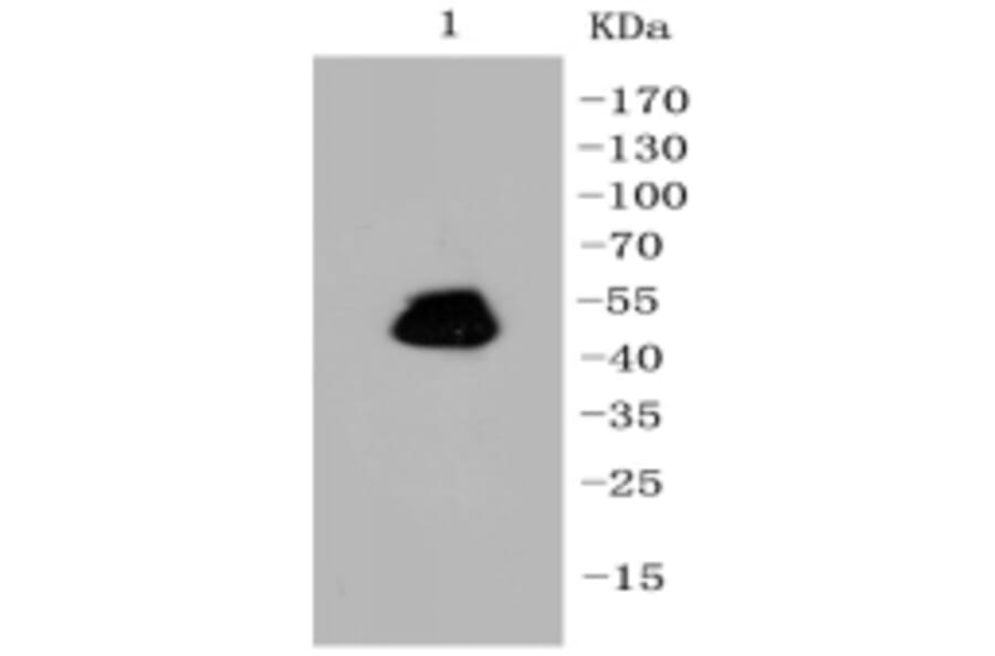 Anti-GFAP Antibody from Bioworld Technology (BS9820M) - Antibodies.com